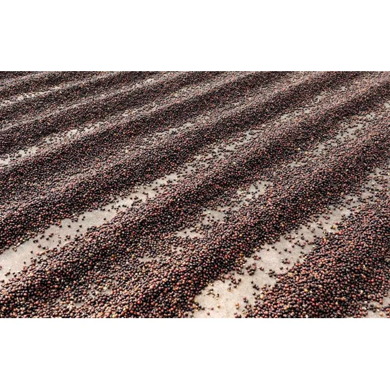 Hacienda Sonora, 1000g