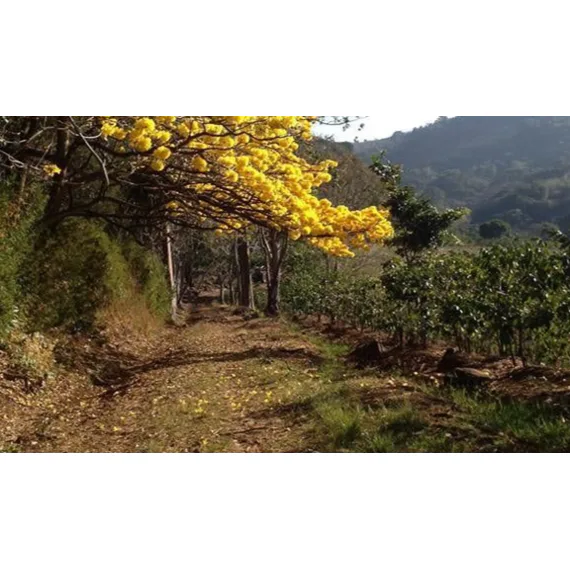 Hacienda Sonora, 250g