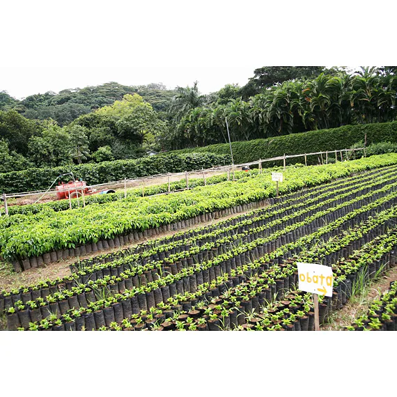Hacienda Sonora, 250g